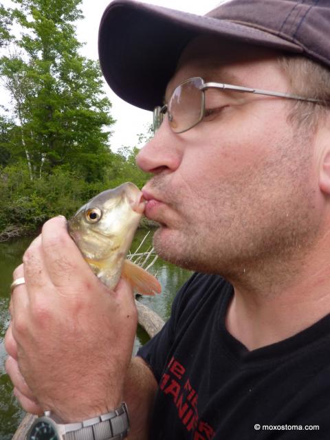 Shorthead Redhorse (Moxostoma macrolepidotum)