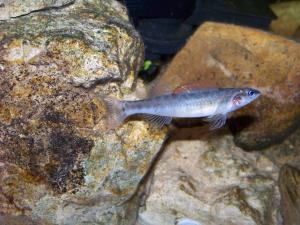 Slenderhead Darter
