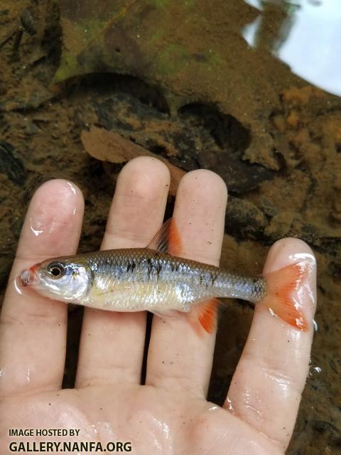 6/26/18 (Dan River Basin), NC