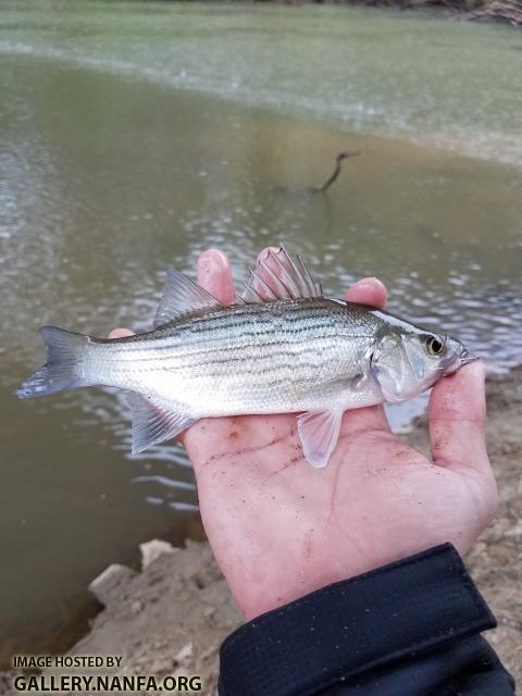 4/5/19 (Yadkin River Basin), NC