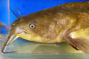 Brown Bullhead