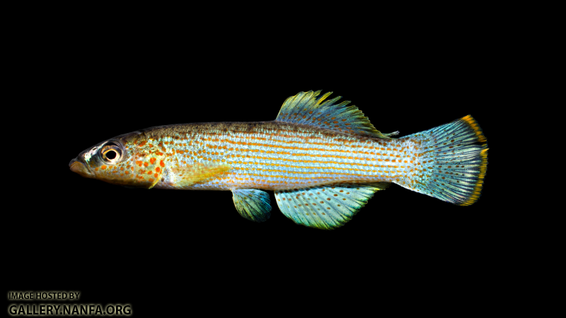 Fundulus-catenatus
