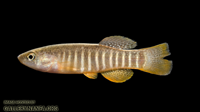 Fundulus-pulvereus