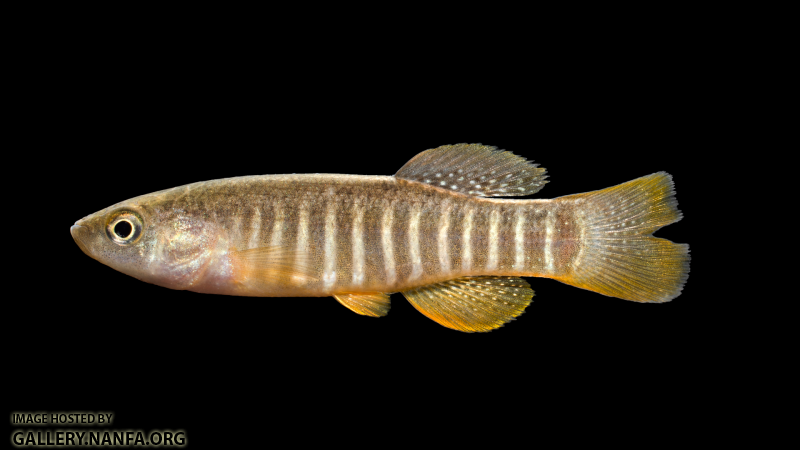 Fundulus-pulvereus