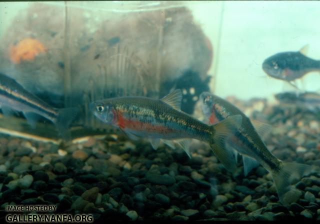Rosyside Dace (2)
