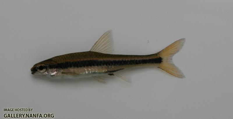 Ironcolor shiner