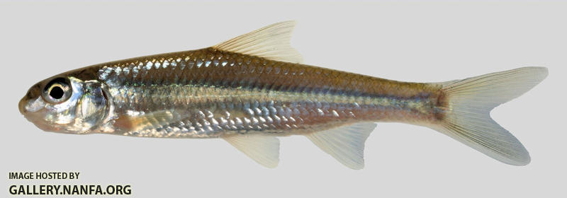 Macrhybopsis storeriana Silver Chub 5