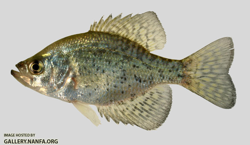 Pomoxis nigromaculatus Black Crappie 5