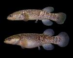 Male (above) - Female (below)