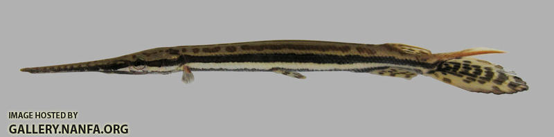 Lepisosteus osseus Longnose Gar 1500
