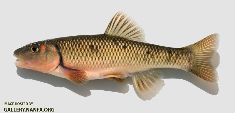 Nocomis biguttatus Hornyhead Chub
