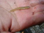 sand-darter.jpg