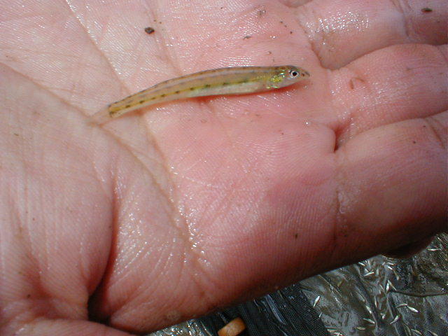 sand-darter.jpg