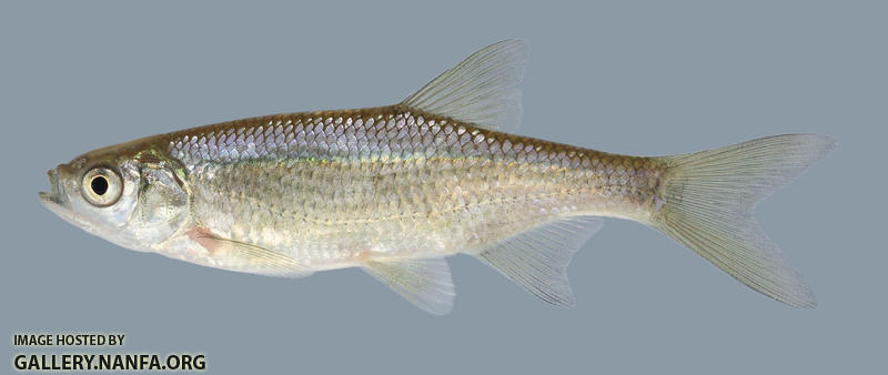 Notemigonus crysoleucas Golden Shiner 2000
