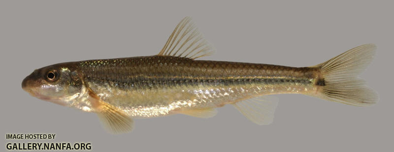 Phenacobius mirabilis Suckermouth Minnow 2000