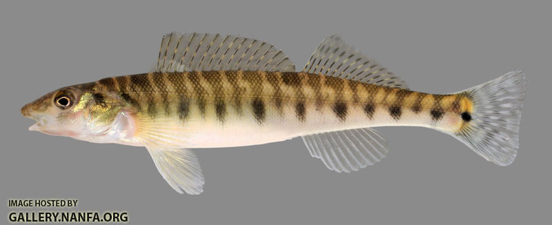 Percina caprodes  Logperch 2000