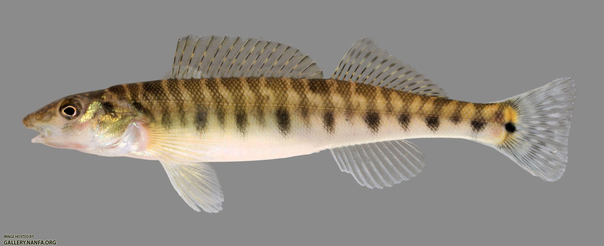 Percina caprodes  Logperch 2000