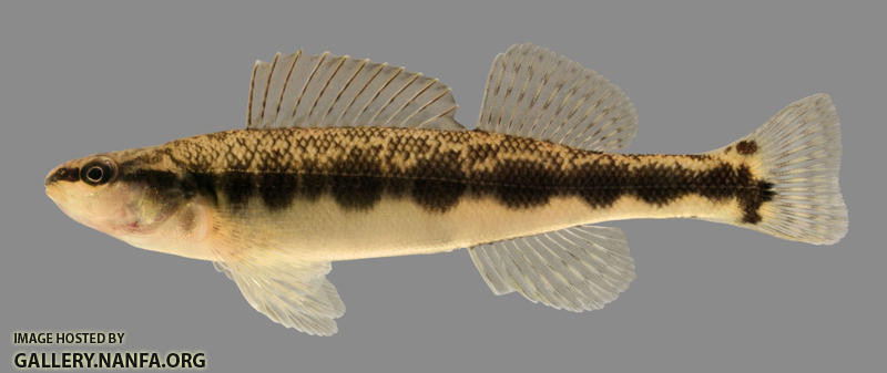 Percina sciera  Dusky Darter 2000