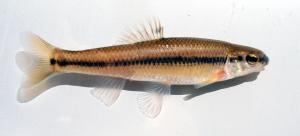 Bluntnose Minnow