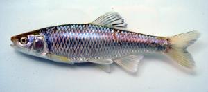 Spotfin Shiner
