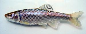 Spotfin Shiner
