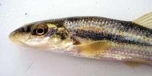 Suckermouth Minnow