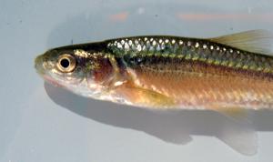 Brassy Minnow