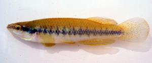 Blackstripe Topminnow