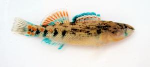 Orangethroat Darter