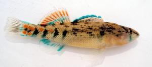 Orangethroat Darter