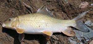 Silver Redhorse