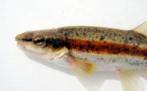 Western Blacknose Dace