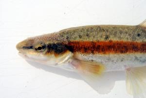 Western Blacknose Dace