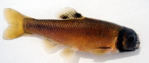 Fathead Minnow