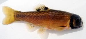 Fathead Minnow