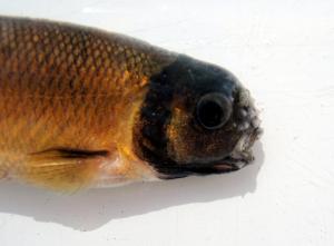 Fathead Minnow