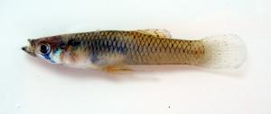 Western Mosquitofish