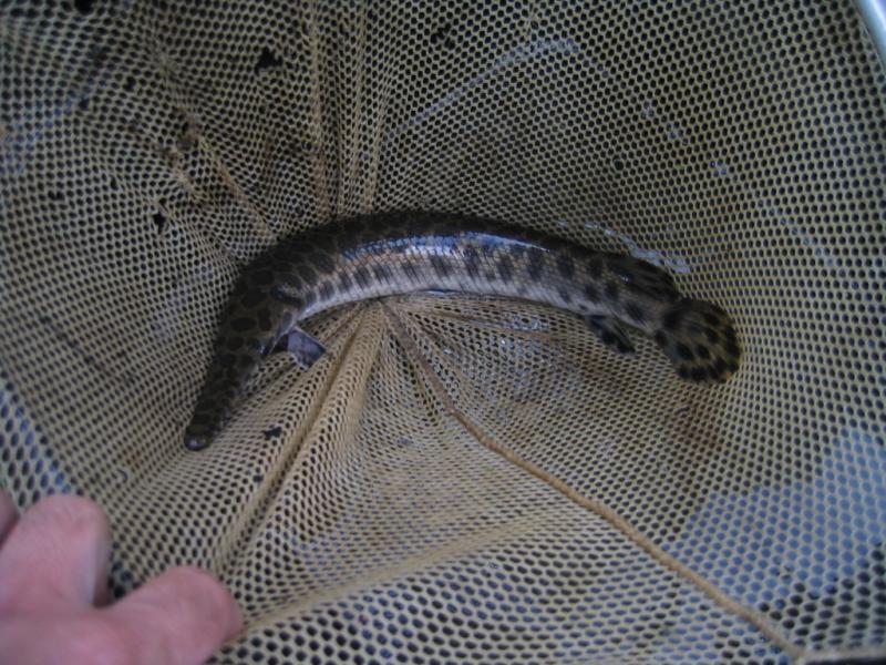 spotted gar 1