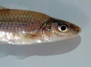 Silverjaw Minnow