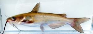 Channel Catfish