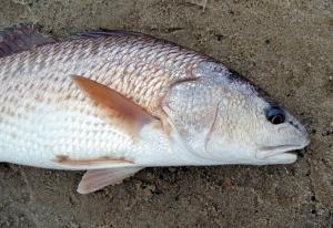 Red Drum
