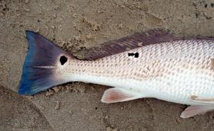 Red Drum