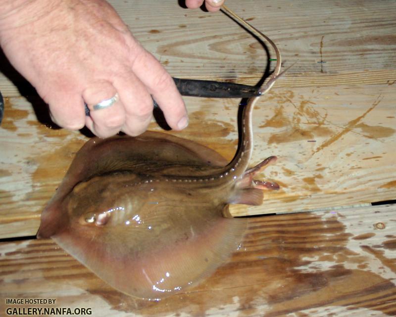 Atlantic Stingray