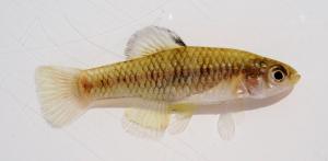 Rainwater Killifish