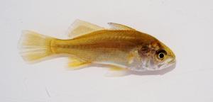 Silver Perch