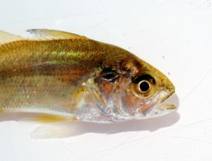 Silver Perch