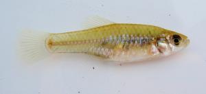 Rainwater Killifish