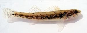 Iowa Darter