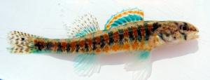 Iowa Darter