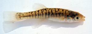 Western Banded Killifish